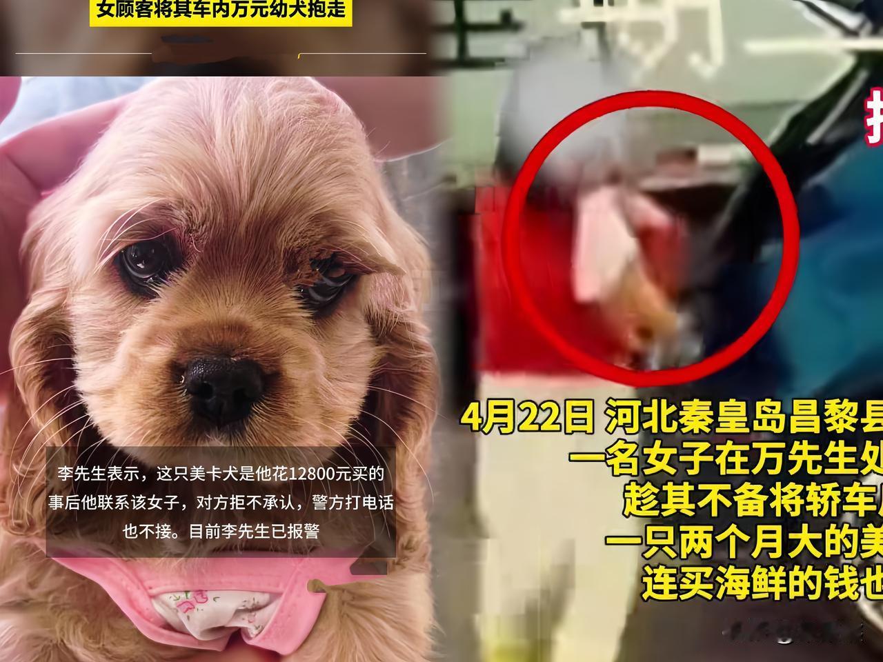 买海鲜逃单我忍了顺走店主价值12800块的小狗我也忍了拒接帽子叔叔电话我真是