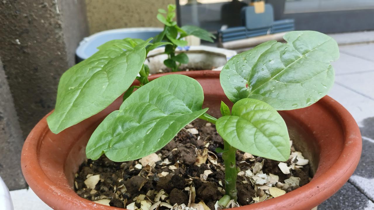 这是木耳菜，也叫落葵、豆腐菜，是聊城本地家庭阳台和庭院里非常受欢迎的“懒人蔬菜”