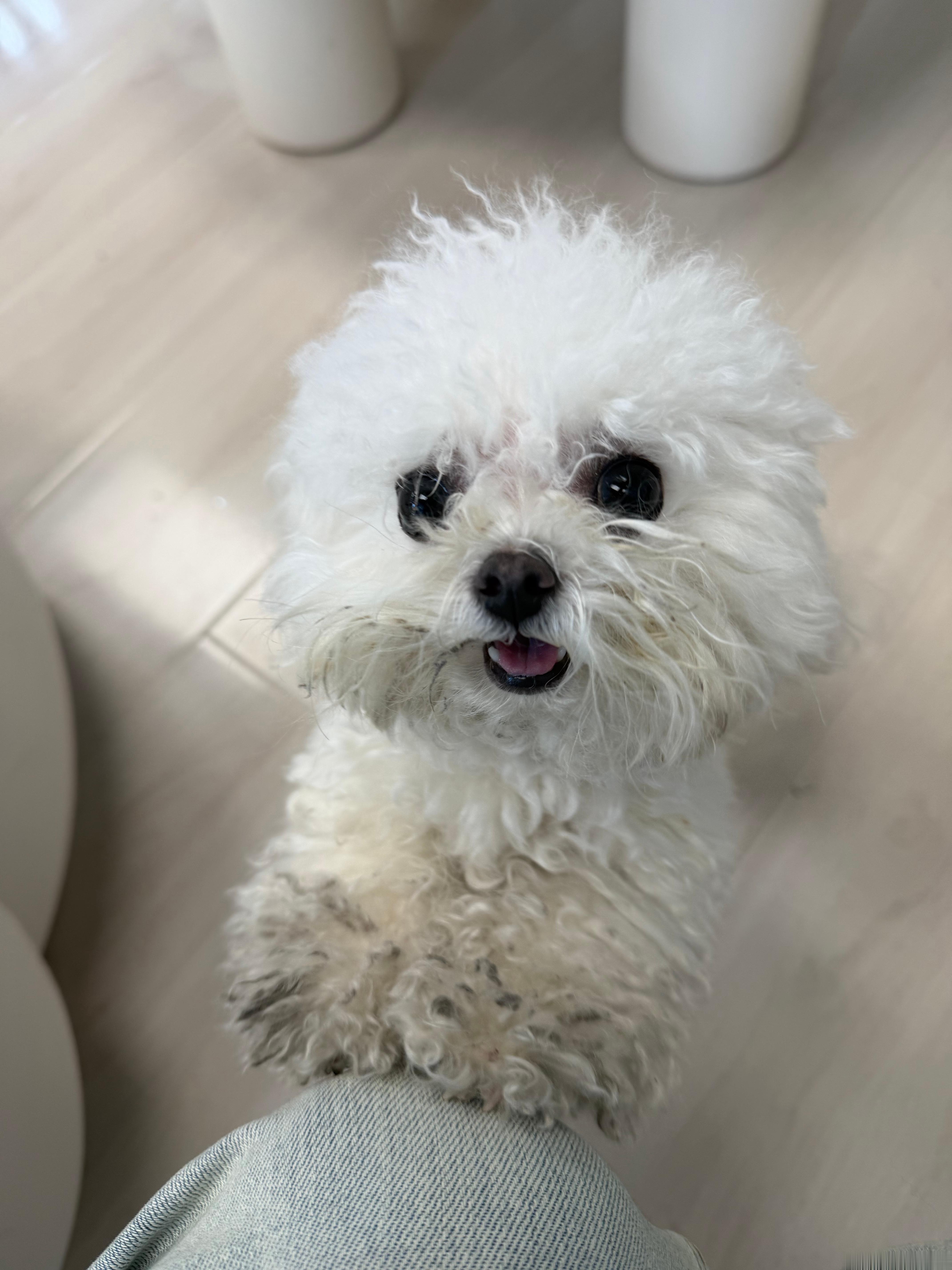 去弄头发，店里这只小比熊也太热情啦它一直扒拉我可爱小狗北京·北关