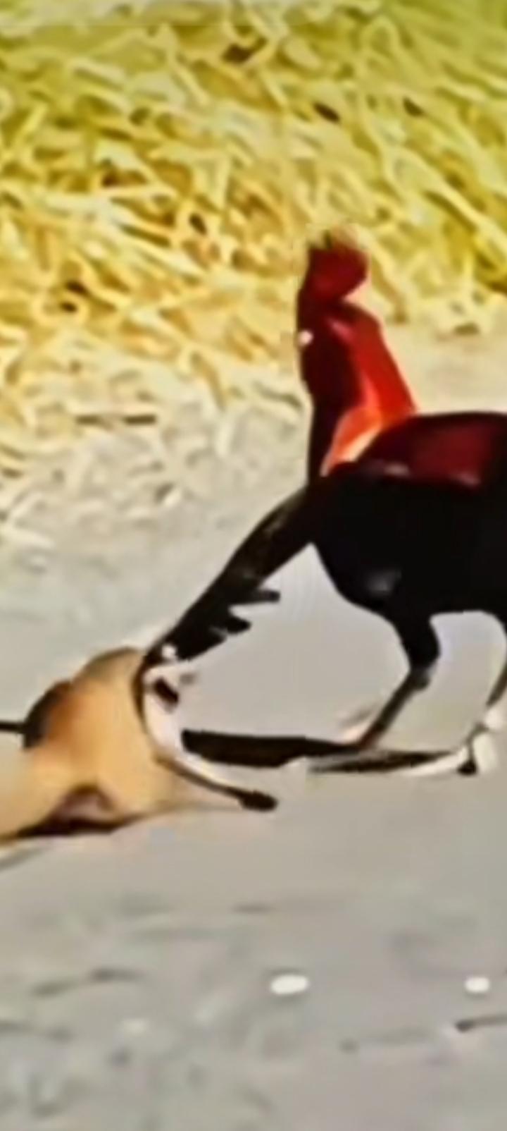 我们自称雄鸡地图也像，日本呢？一只活脱脱的黄鼠狼。当雄鸡腾飞时，黄鼠狼却咬住