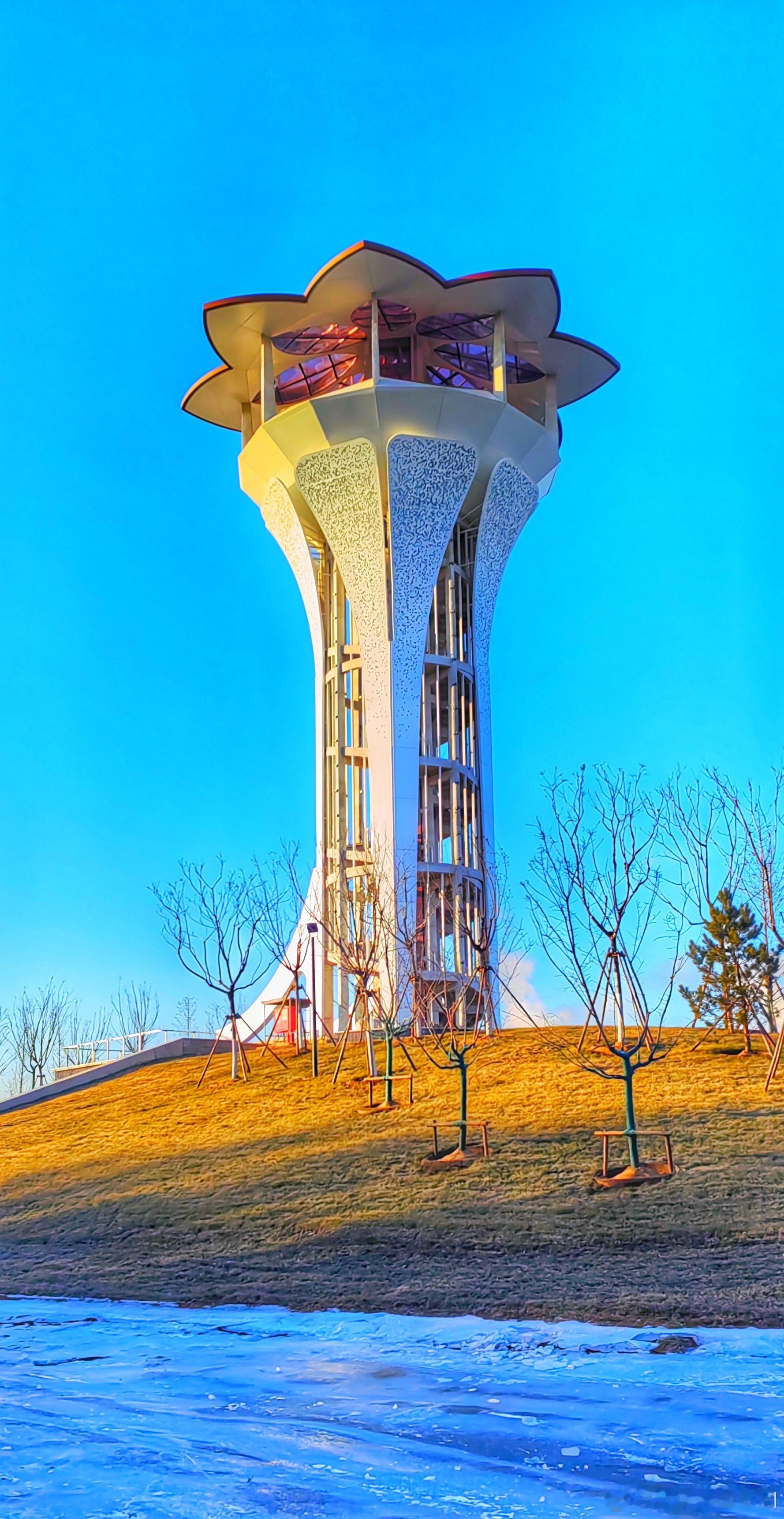 冬日金盏淀森林公园2025.12.24摄影