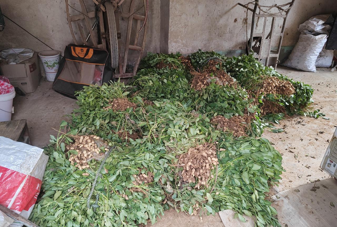 老妈这次住院又打电话告诉了嫂子，这是在我不知道的情况下打的电话，我寻思着，反正我