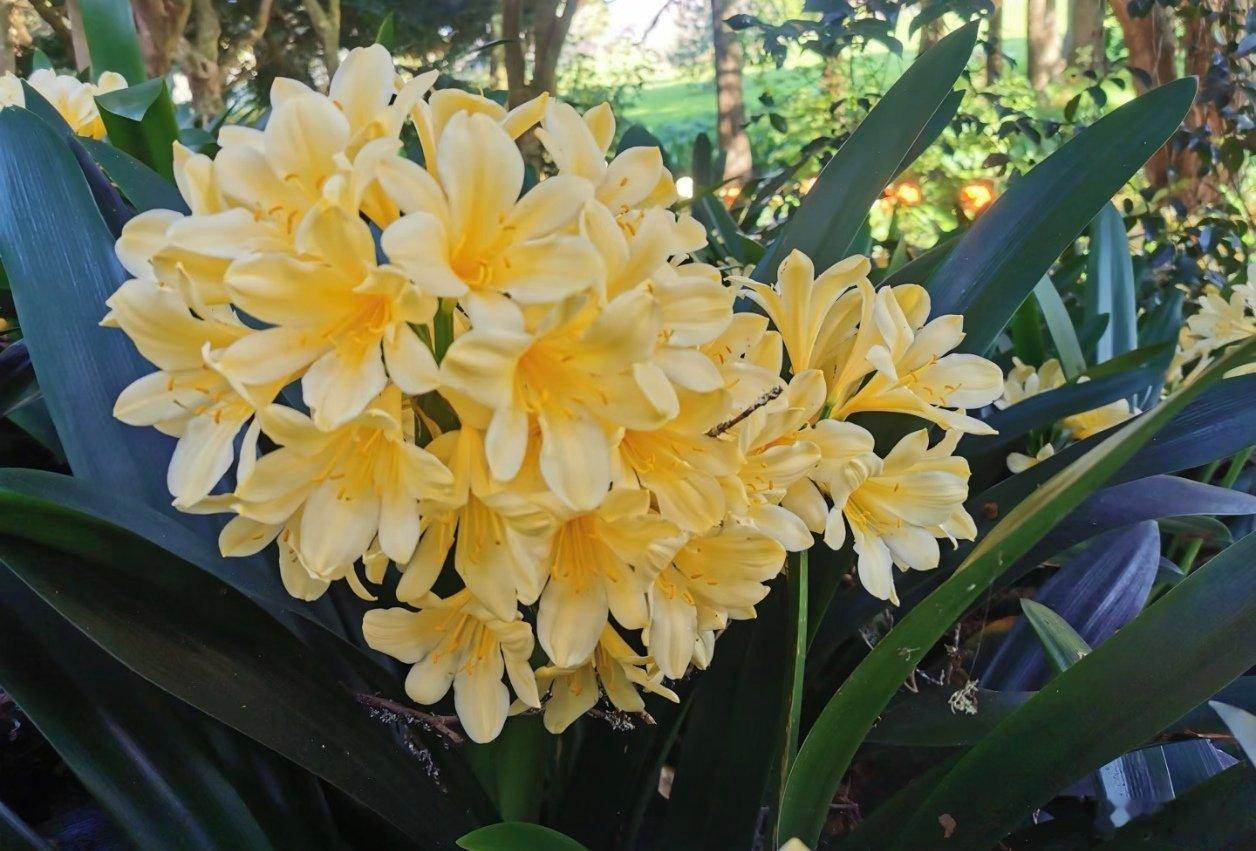 君子兰是石蒜科观赏植物，喜温暖湿润环境，适合散射光养护，花期在冬春季节，象征高贵