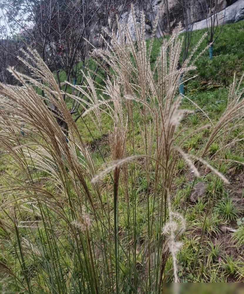 学校发了一则通知，通知的大意：为了完善档案，请以下教师：周某某、刘老师、颜老师…