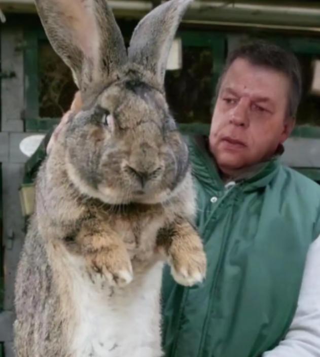 [点赞]澳大利亚野兔成灾，数量曾超过100亿只，体重3-5公斤，可却无人愿意食