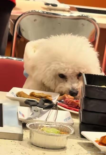 又见“狗上桌吃肉”，商家凌晨发布声明。事发近日合肥某试营业商超的烤肉店，网友拍