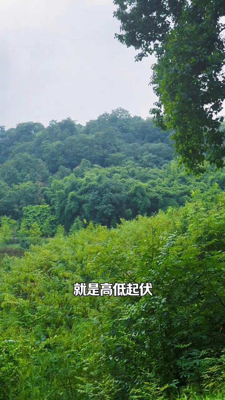 重庆主城唯一的森林氧吧。这才是整个重庆主城的森林氧吧，四面环山，整个公园的体量