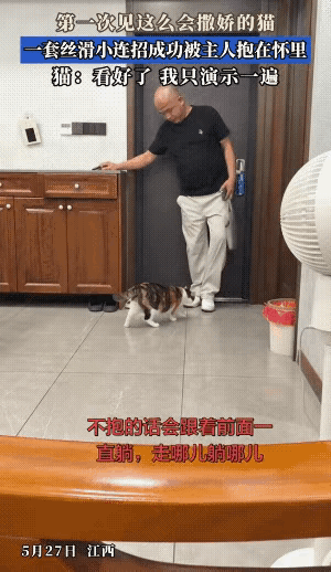 江西，一对夫妻养了一只三花猫，据说他们家的猫非常会撒娇，看见主人回家就急着让主人