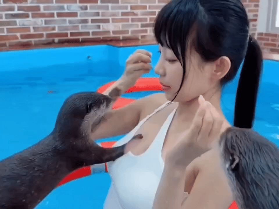 萌萌的小水獭好可爱。