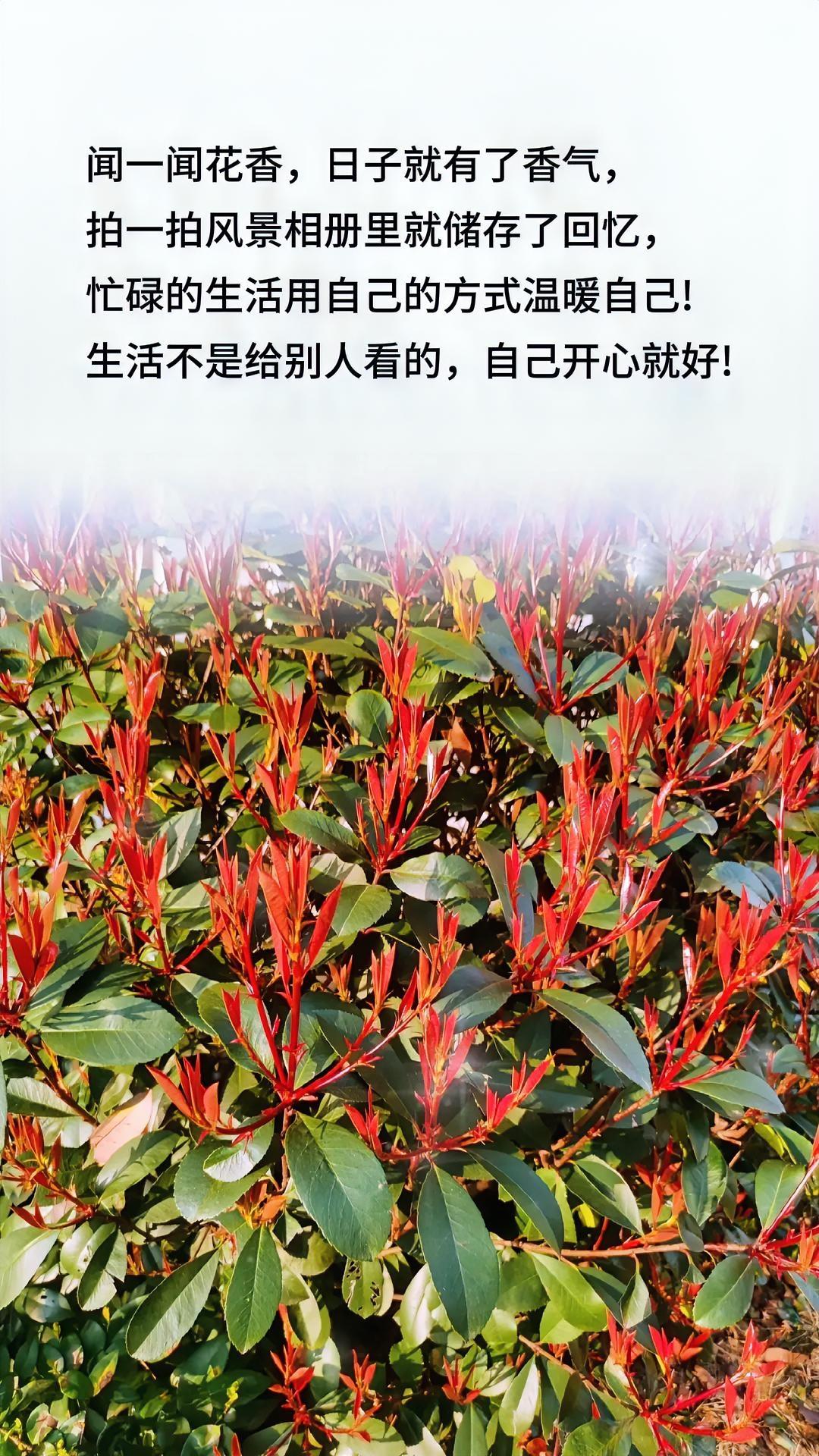 我们来到这个人世间，若不是为了生活与责任，或许每个人都能是“自由的鸟”，可“长大