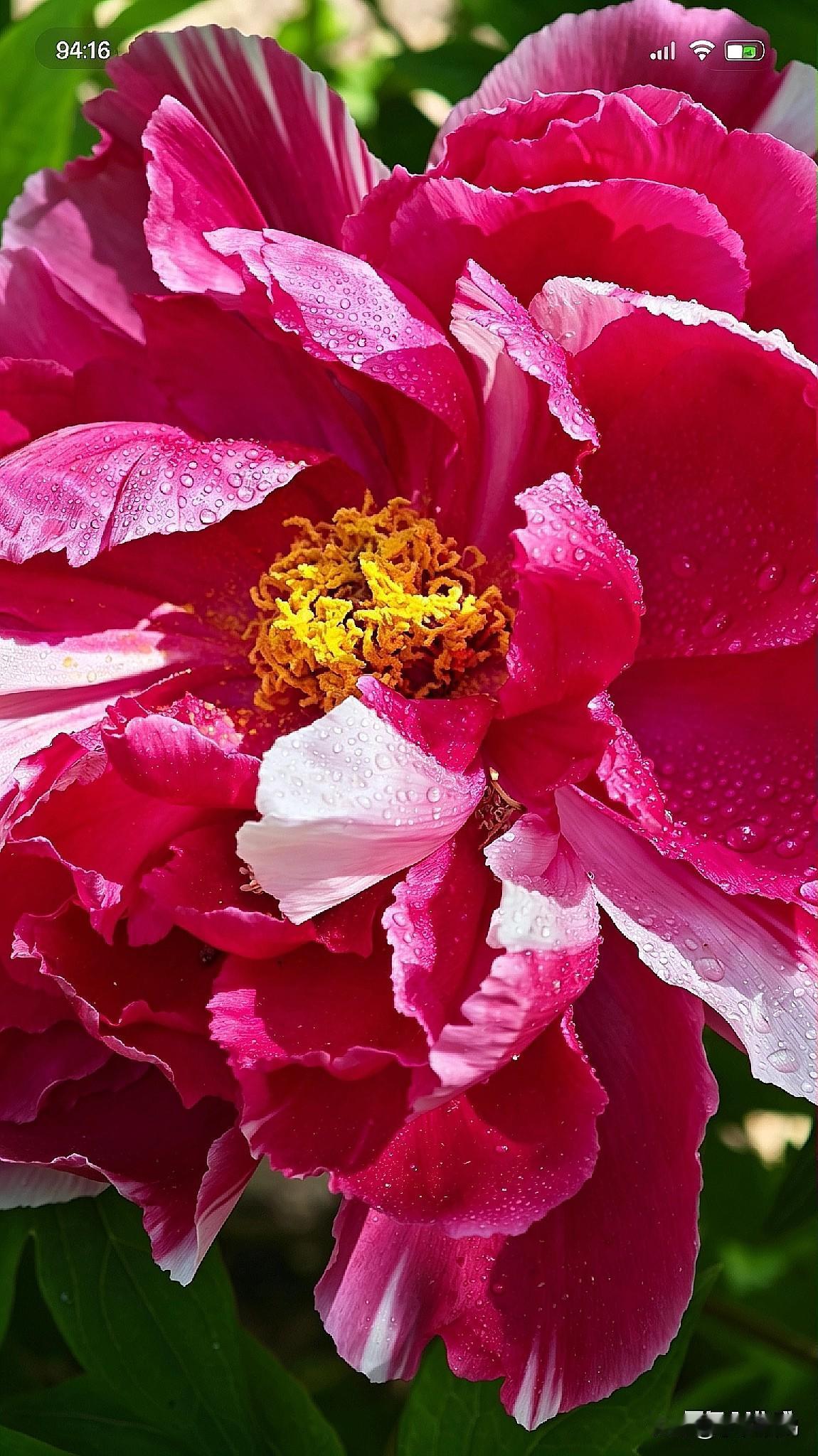 分享一张你最近拍的花2026.4.20.正逢景山公园一年一度的牡丹盛开之际。今天