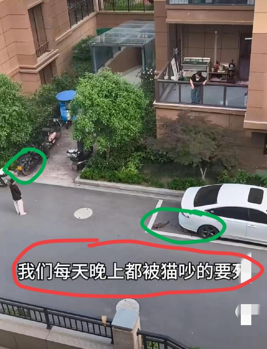 女子在小区内喂养流浪猫被业主训斥:“以后不要在这里喂好不好，你知不知道整个小区都