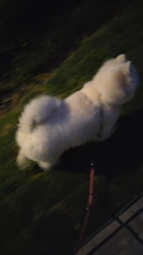 白色柴犬