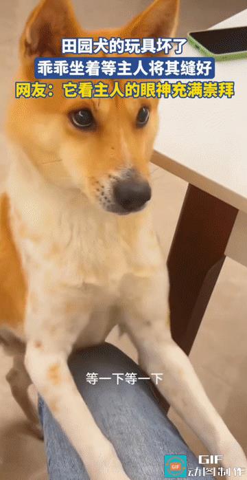 “这狗狗长得眉清目秀的！”狗狗经常玩的玩具开线了，主人发现后，准备自己动手为其缝