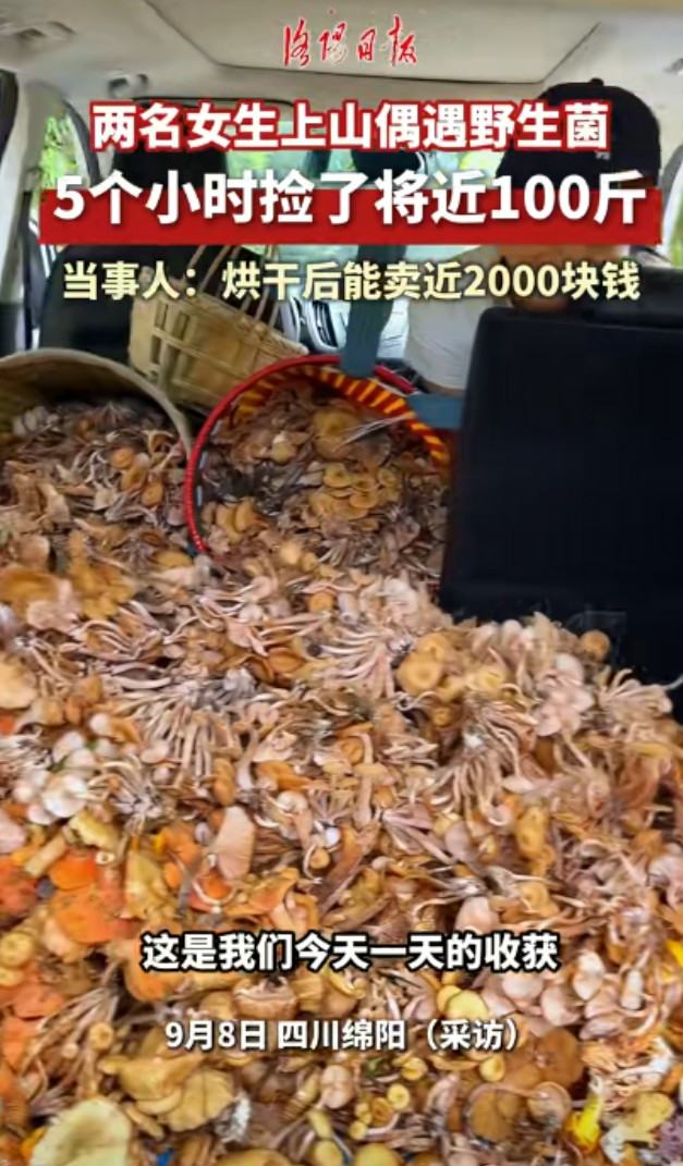 赚大发了！”四川绵阳，两女子上山偶遇野生菌类，5个小时捡了100斤左右，放在车上