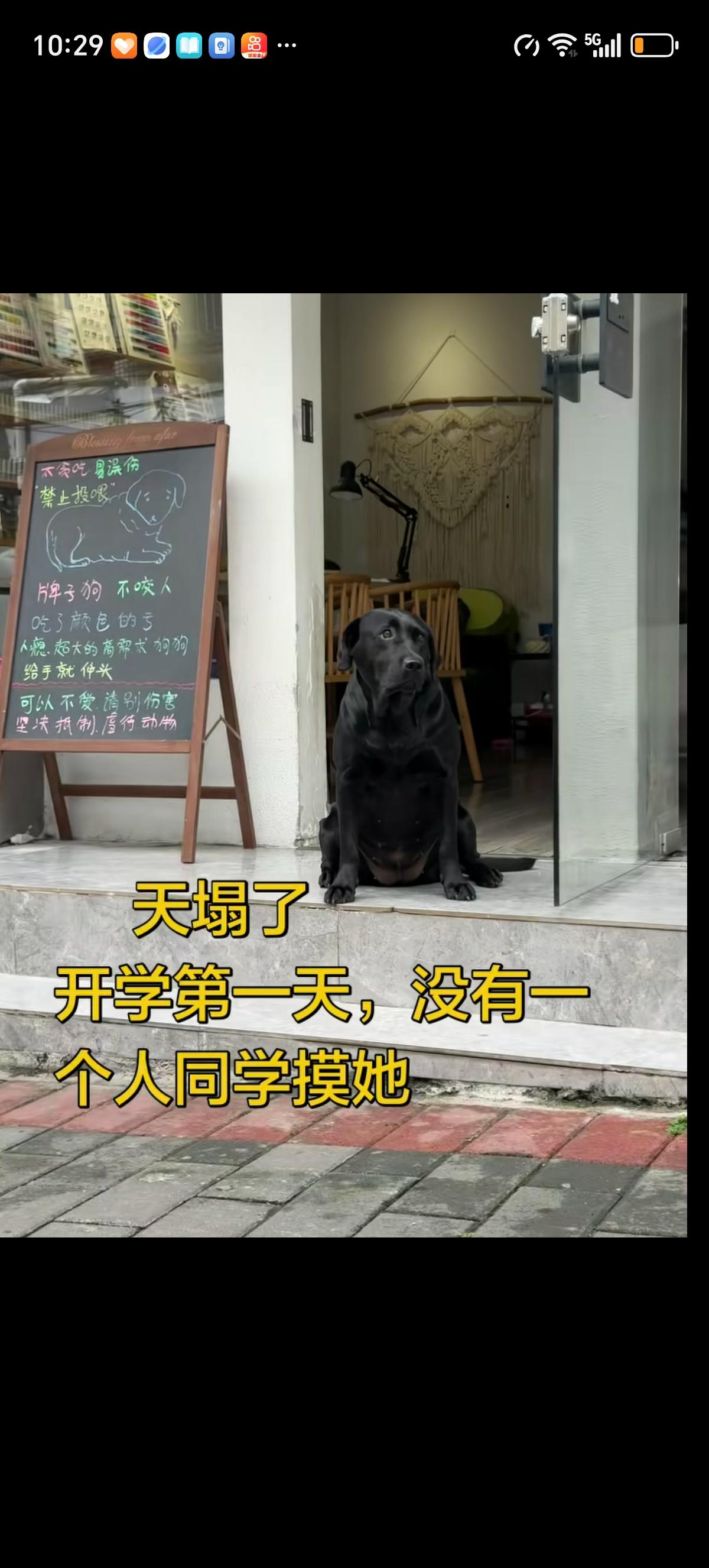 大黑狗渴望的看着在自己面前走过的每一个学生，但就是没有一个人停留下来摸摸它的头，