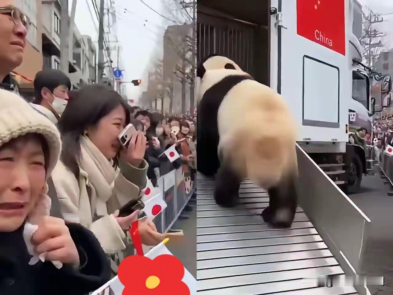 回来吧孩子！今天，（1月27日），是旅日大熊猫晓晓、蕾蕾回家的日子！这对日本境