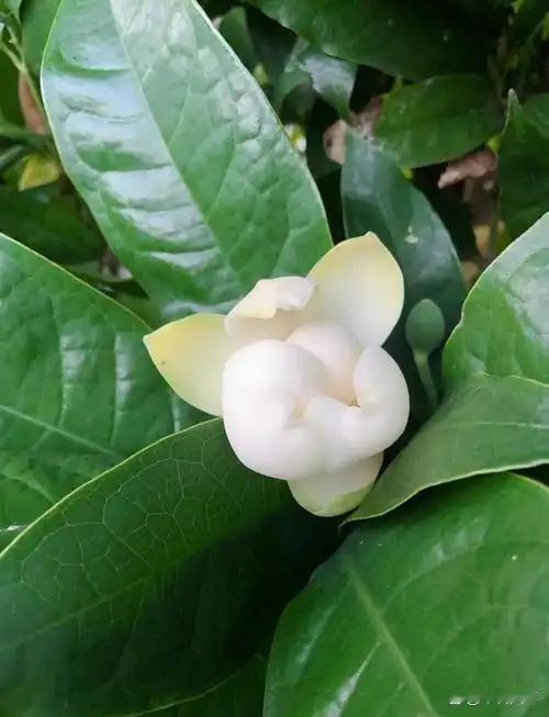 某人家中有家眷久病不愈，于是去找大师测字以问吉凶。大师让其随便写一字，某人略一