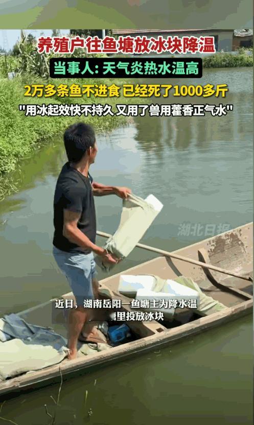 “聪明人就是厉害！”湖南岳阳，7月11日，一男子承包了20多亩鱼塘，养了快200