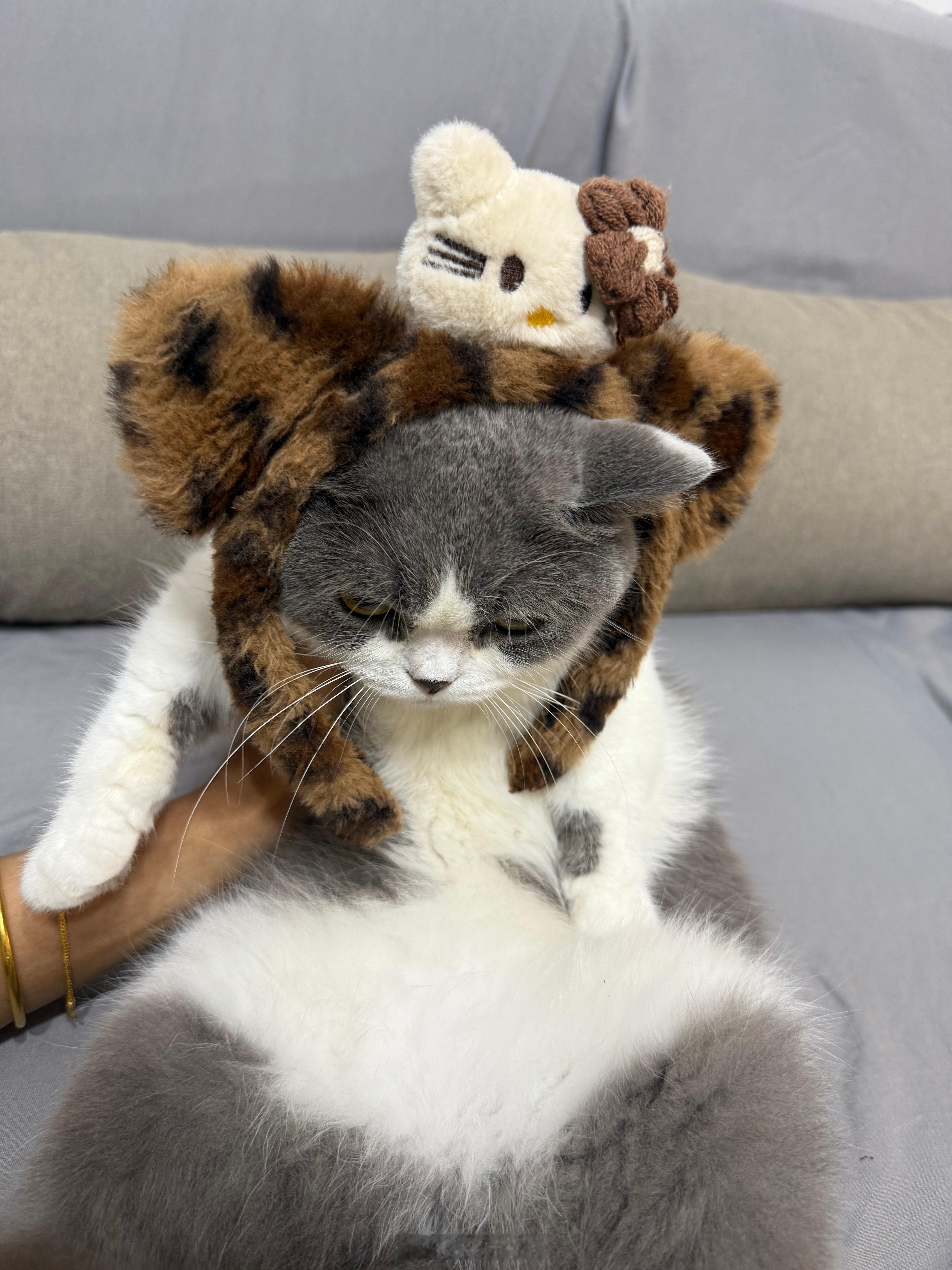 怎么回事，麻薯带上发箍好像被施法了一样，定住了哈哈哈，这个哀怨的眼神有点好笑[求