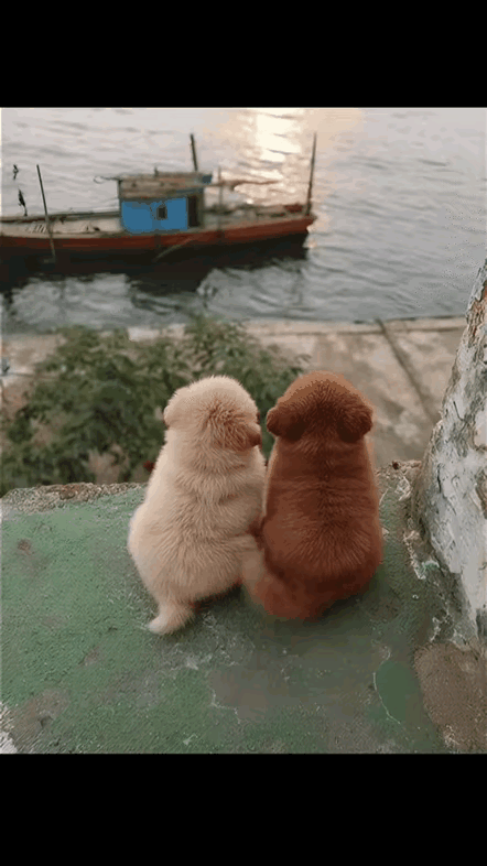 虽然是小狗，但我看到了真正爱情的温馨，起码不要彩礼。