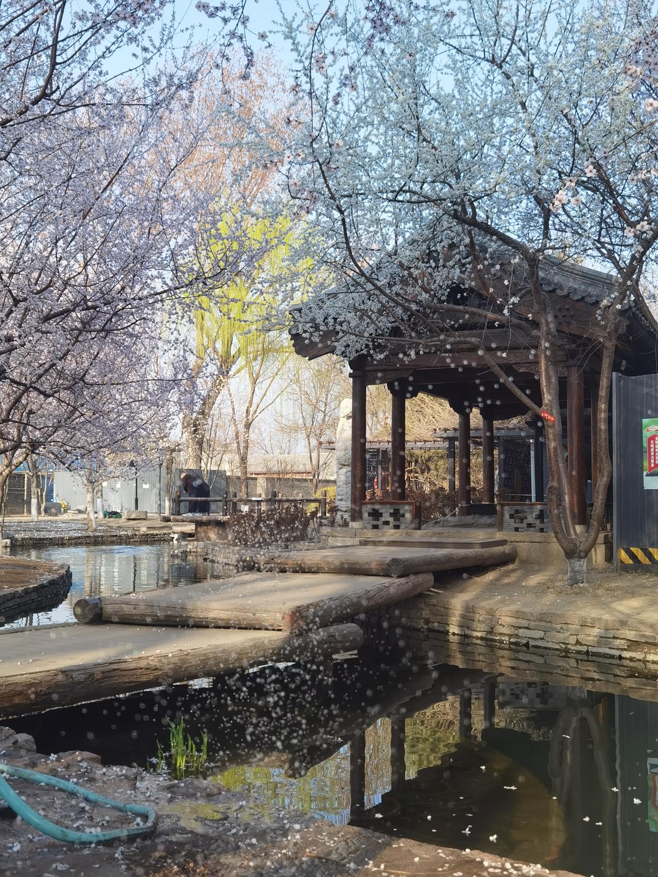 为了看三里河的春天，专门去了一趟北京，果然没辜负我，春色果然好。到三里河公