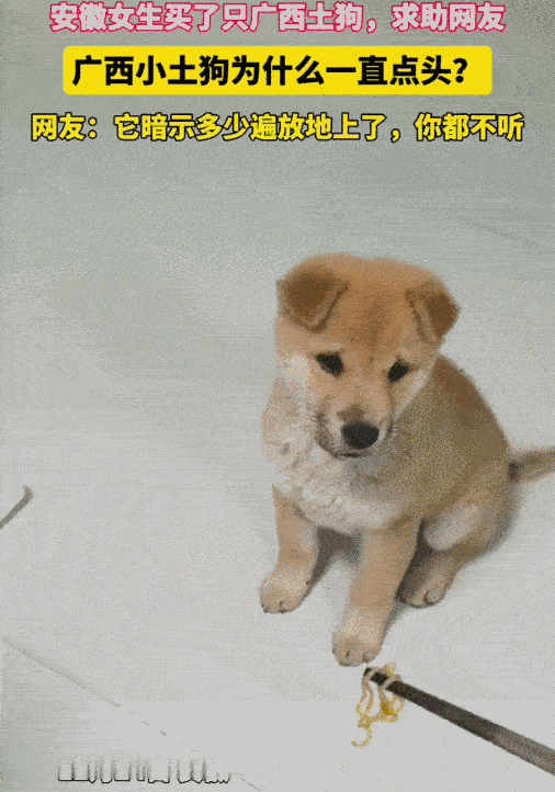 “太有灵性了！”安徽一女生买了一只广西土狗。她喂小狗吃饭，没想到，小狗不吃，一直