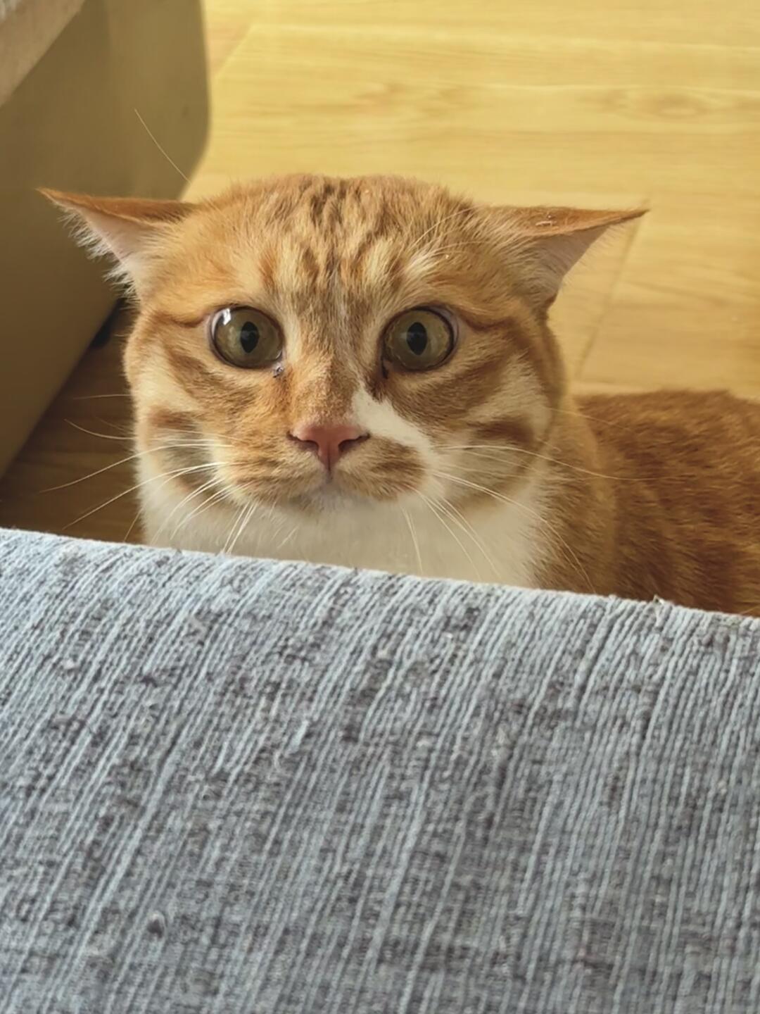 凸嘴小猫，脑袋平平