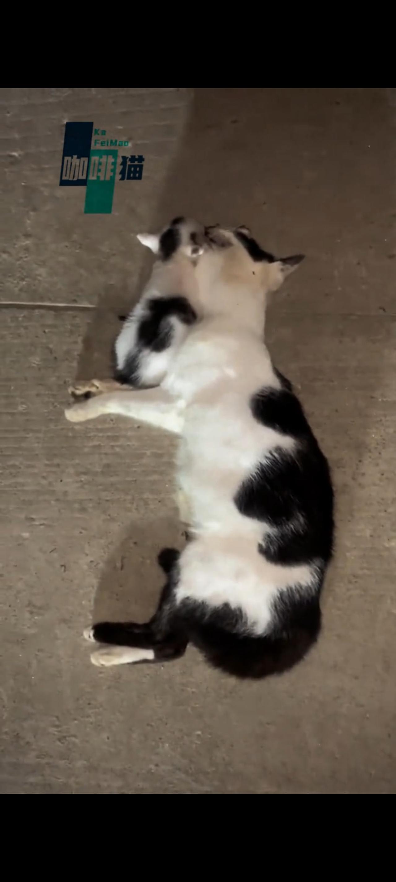 猫妈妈把活下去的机会留给了自己的孩子，自己却用身躯抵挡住了前方的车辆，很不幸由于