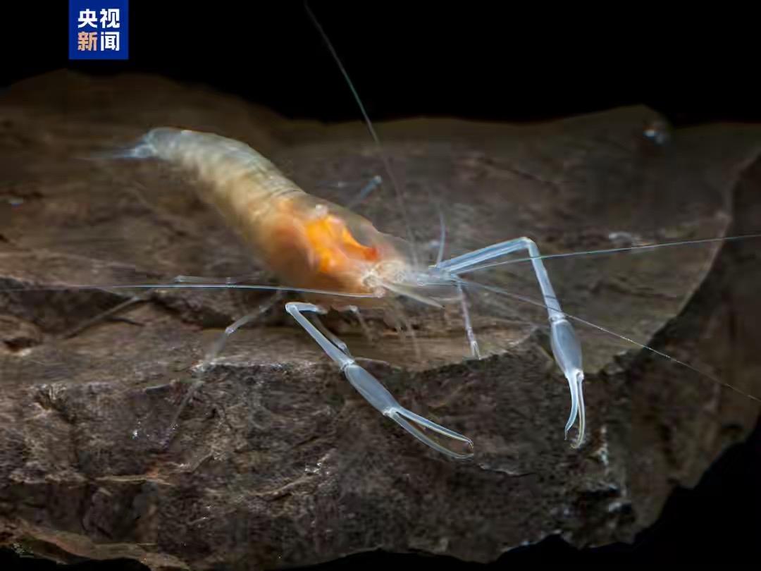 惊天发现！广西保护区“藏”神秘新物种，全球首次记录！大自然的神秘面纱，总在不