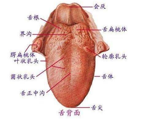 都知道舌苔能看健康问题, 你可知舌尖颜色也大有学问?