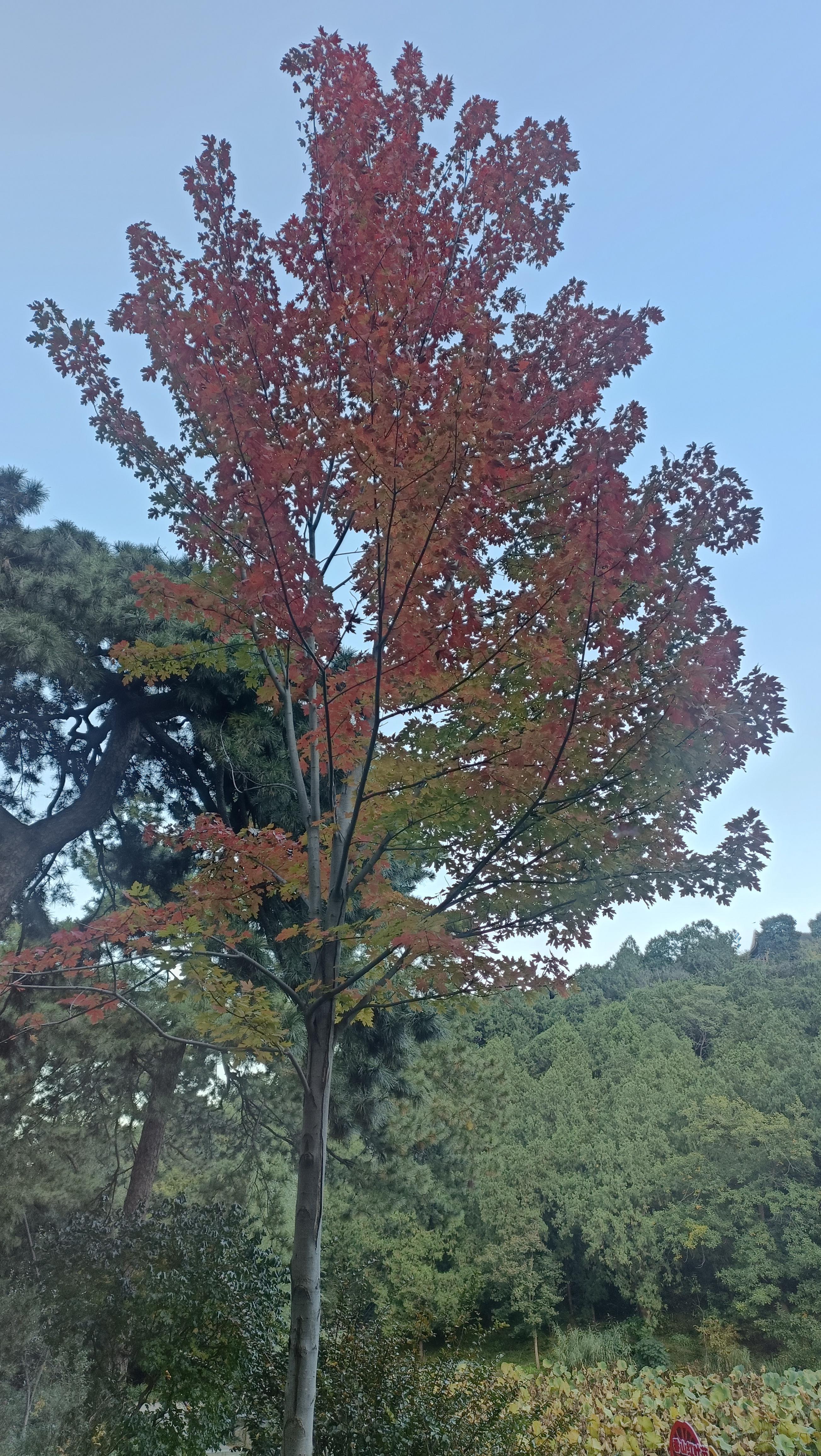 香山红叶还没红，就两棵独苗有点变色，所有人都怼着这俩棵树咔嚓咔嚓​​​
