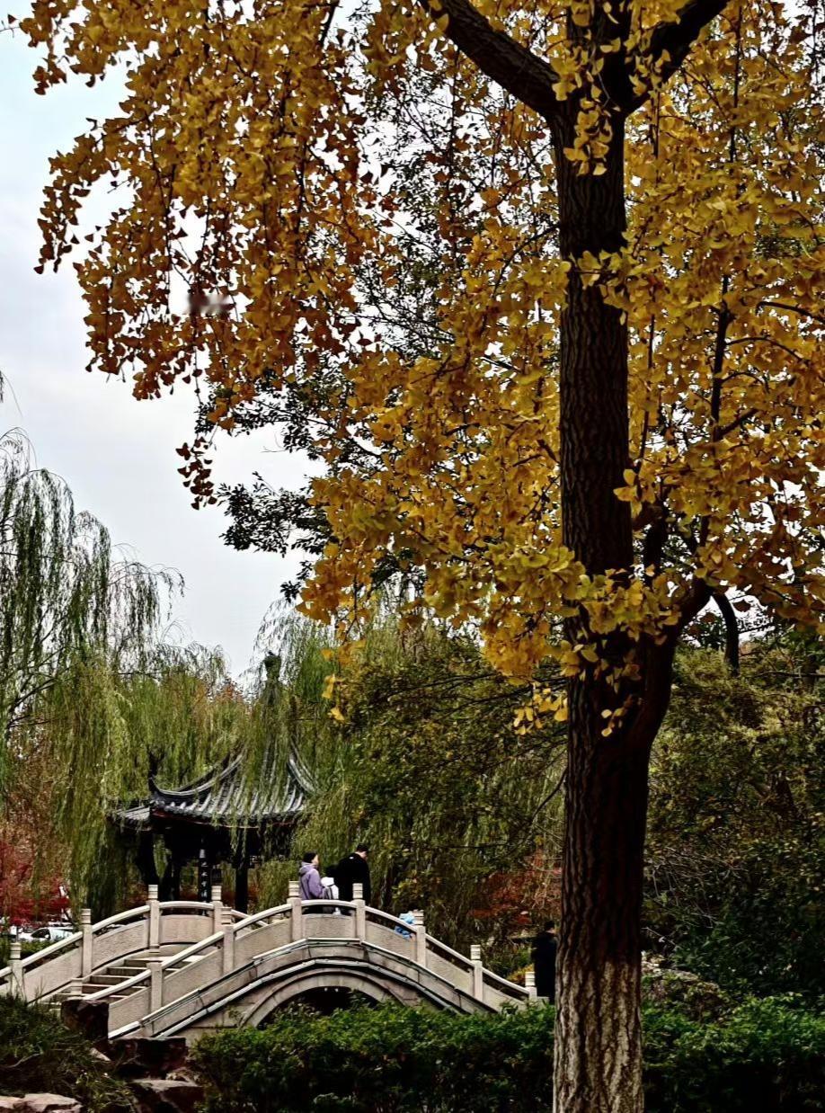 冬日生活随拍银杏把秋酿成金箔，垂落的柳丝还缠着半缕绿。石桥连着凉亭，行人踏碎光影