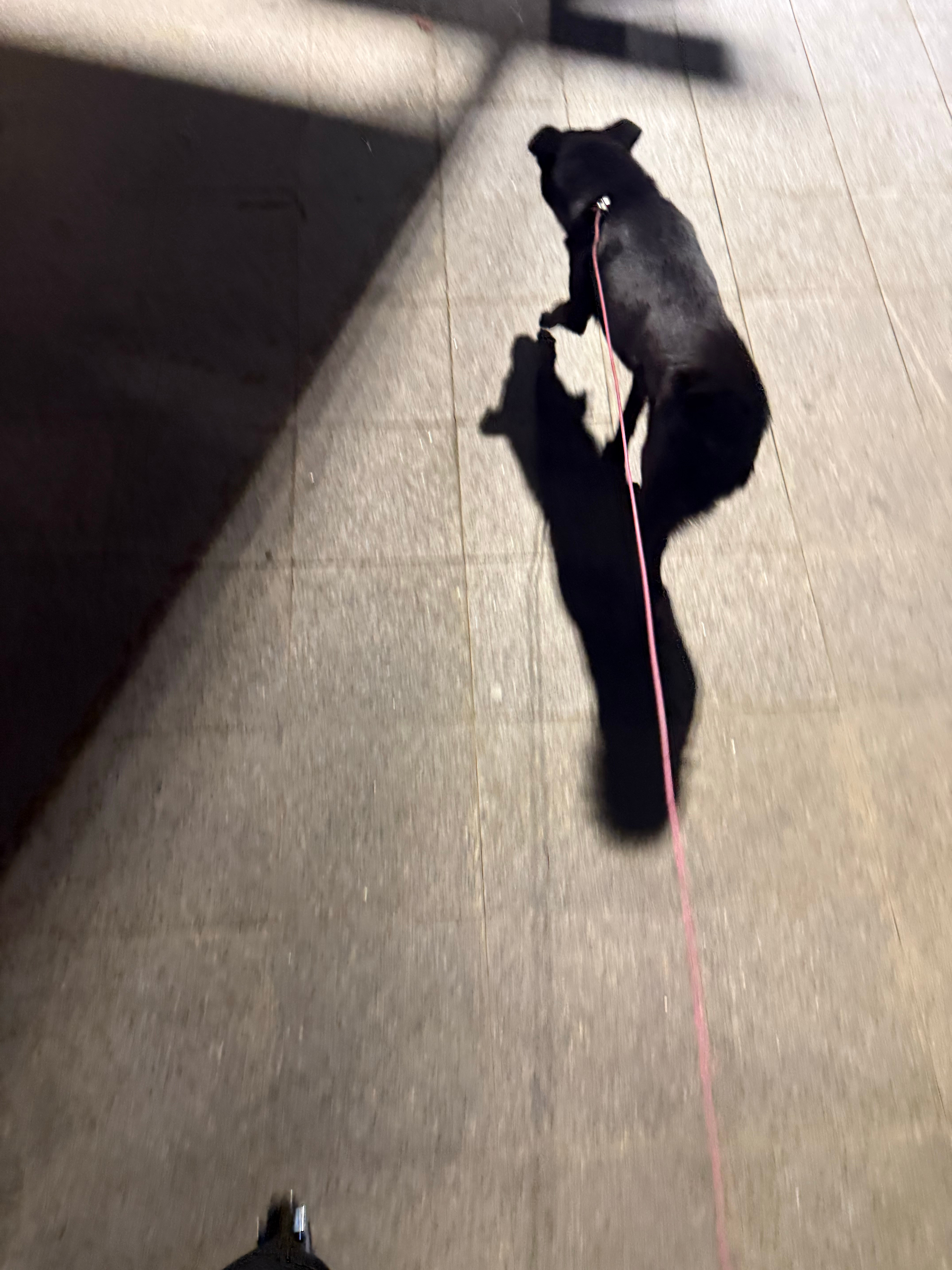 回家与狗子亲密度直接提升100%​​​