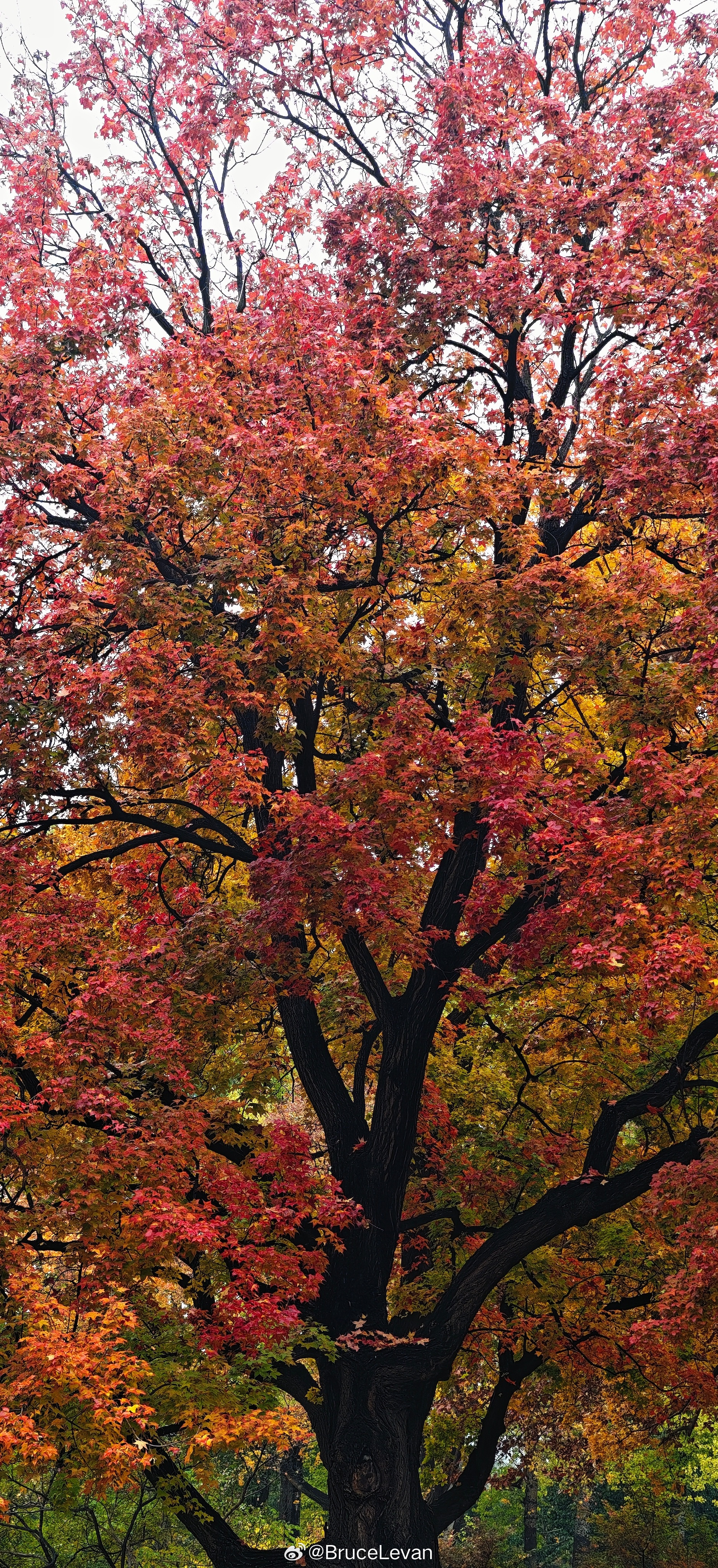 地坛的秋景杀疯了！！！一起欣赏北京初冬美景摄影​​​