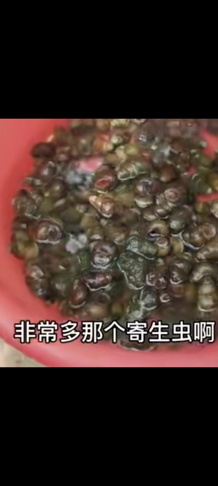 我不敢吃田螺，即使好吃也不敢。地摊上老板哗哗地炒，问题是随便用水涮一下立刻下