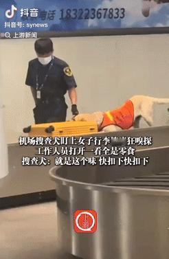 万万没想到！天津，一女子过机场安检时，搜查犬突然盯上她的行李箱，开始疯狂嗅探，工