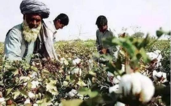将棉花低价卖给中国，再高价买回去，印度玩的什么“鬼把戏”？印度的这一操作简直太