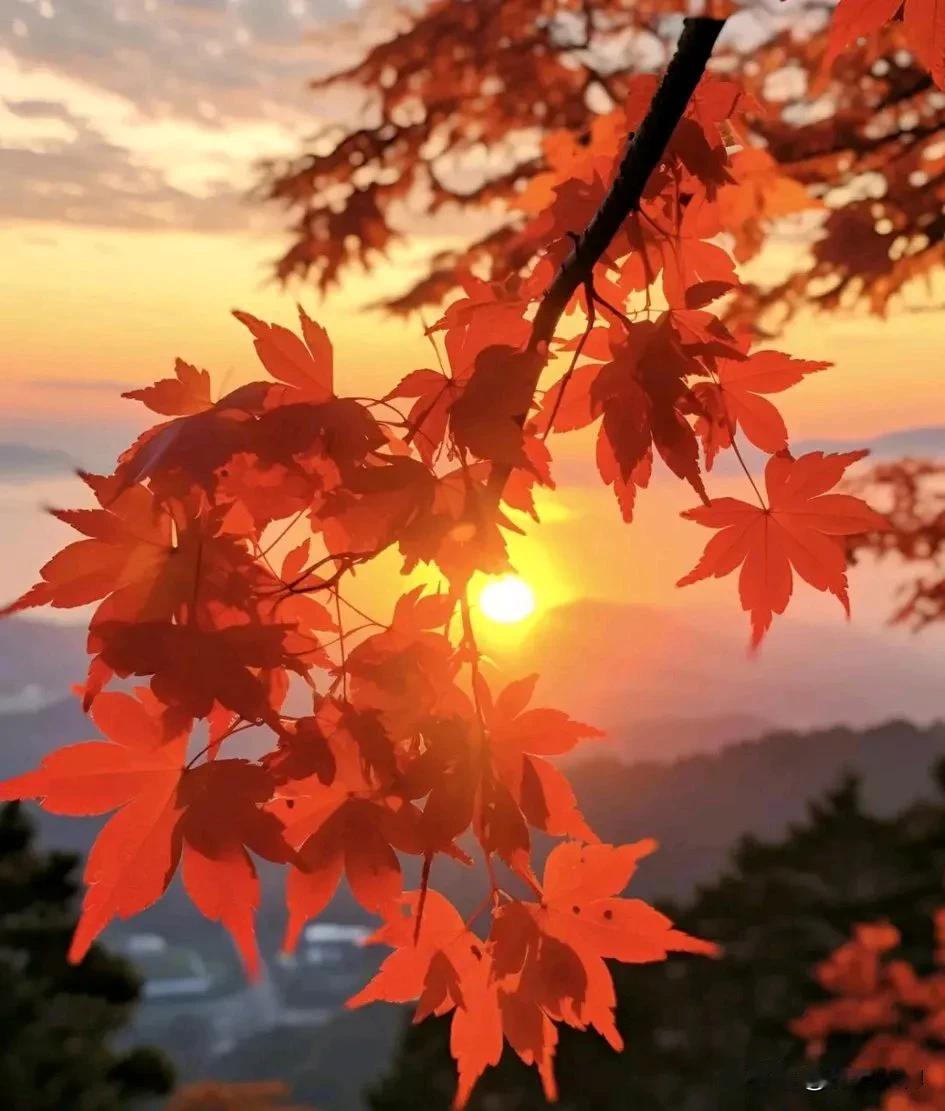 枫叶红似火，夕阳美如画。
