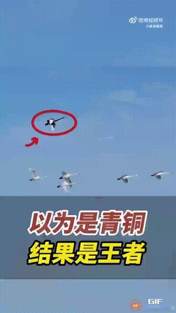 以为是青铜，其实是王者！山东威海一名男子在樱花湖游玩时，看到了令人惊叹的一幕