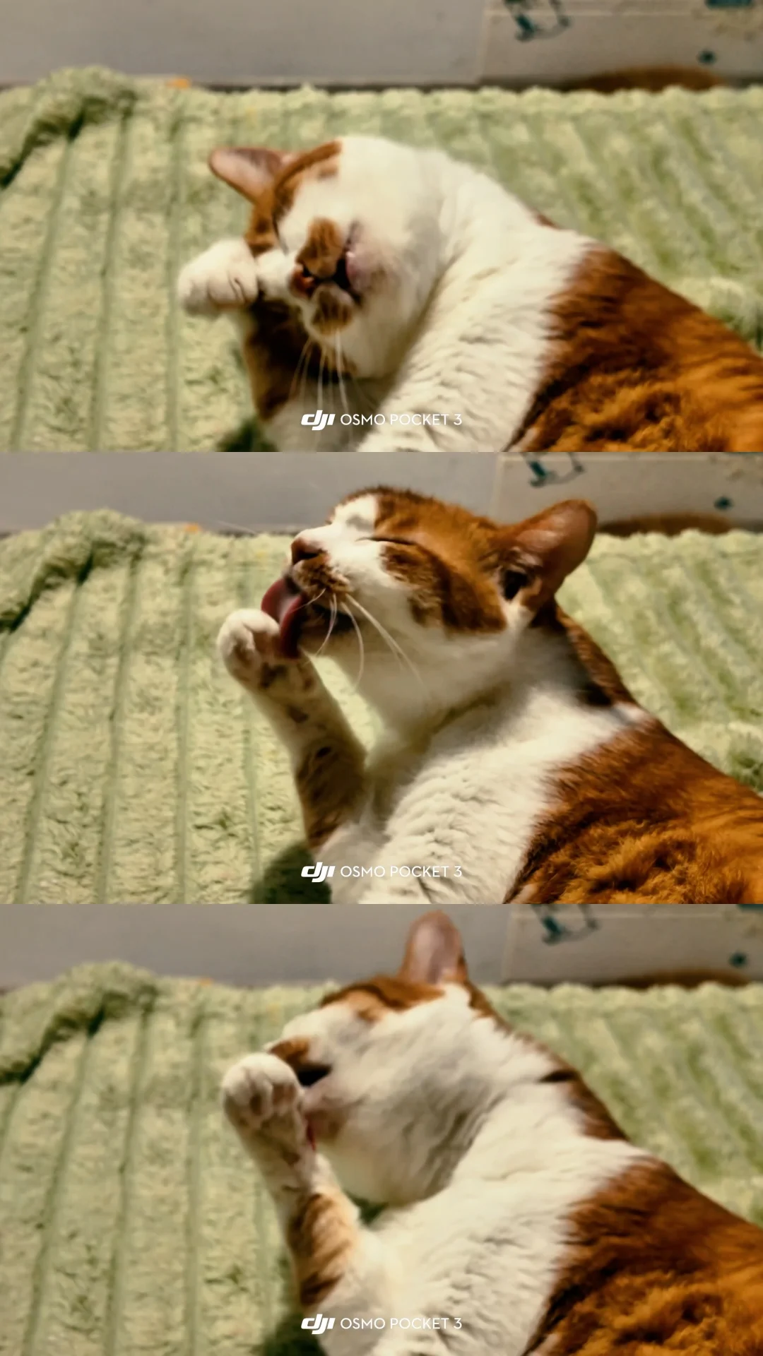 小猫咪的睡前洗漱#橘猫#我的治愈系猫#橘猫大佬