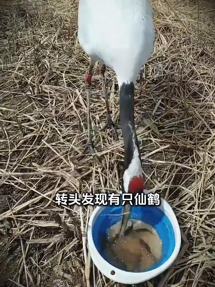 小哥钓鱼时被丹顶鹤偷吃，他不仅没有驱赶反而装作没看见。注意看，这是镜头下记录的