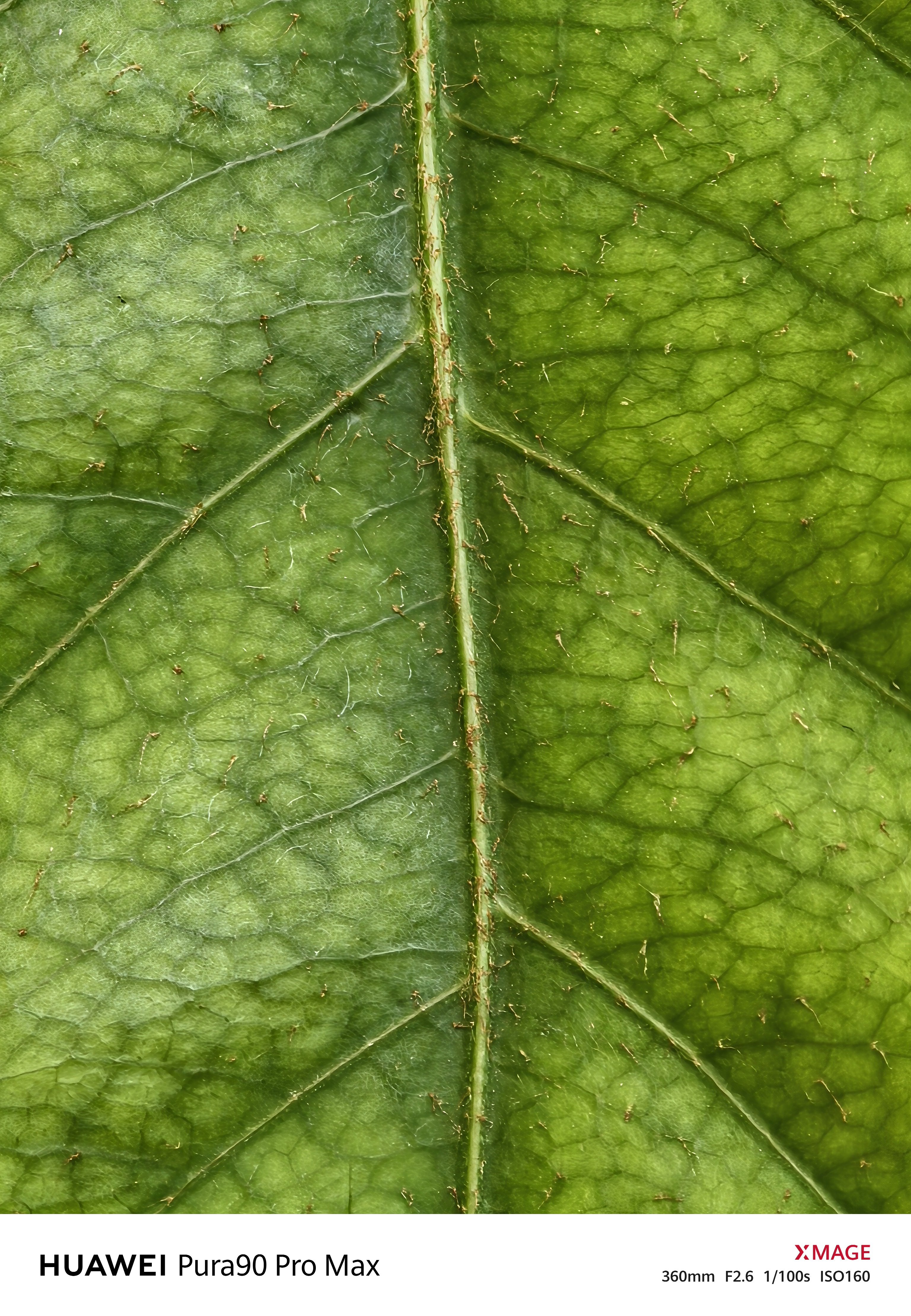 还得是华为，Pura90ProMax这2亿长焦有点东西，一不小心又成第一了