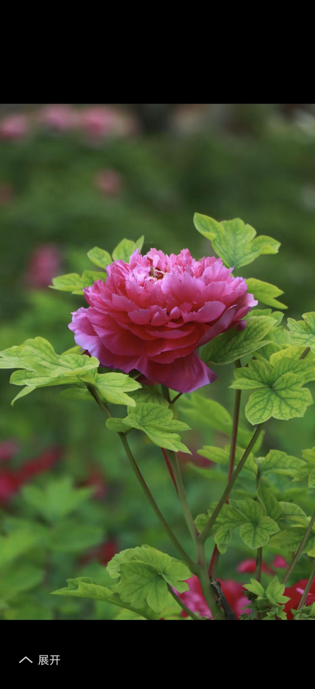 “花开富贵飞黄腾达”真是超棒的祝福语！在生活里，大家都盼着能有这样的好兆头。像