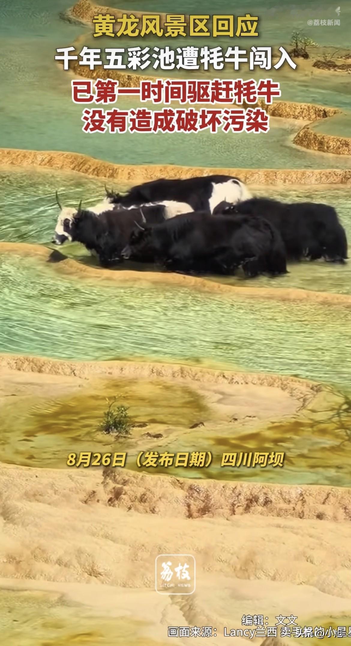 黄龙五彩池的围栏是被人故意剪断的。不是牦牛自己撞开的。8月25日下午3点多，