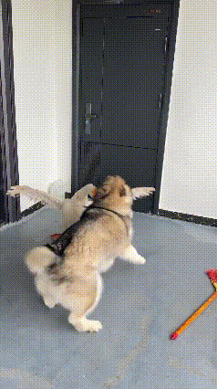 刷到一个视频，直接被逗乐了！这俩小家伙也太有意思了～网友家里养的大鹅和狗子