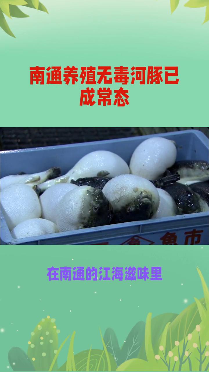 南通养殖无毒河豚已成常态。南通有一道古人拼死也要吃的美味，在南通的江海滋味里藏
