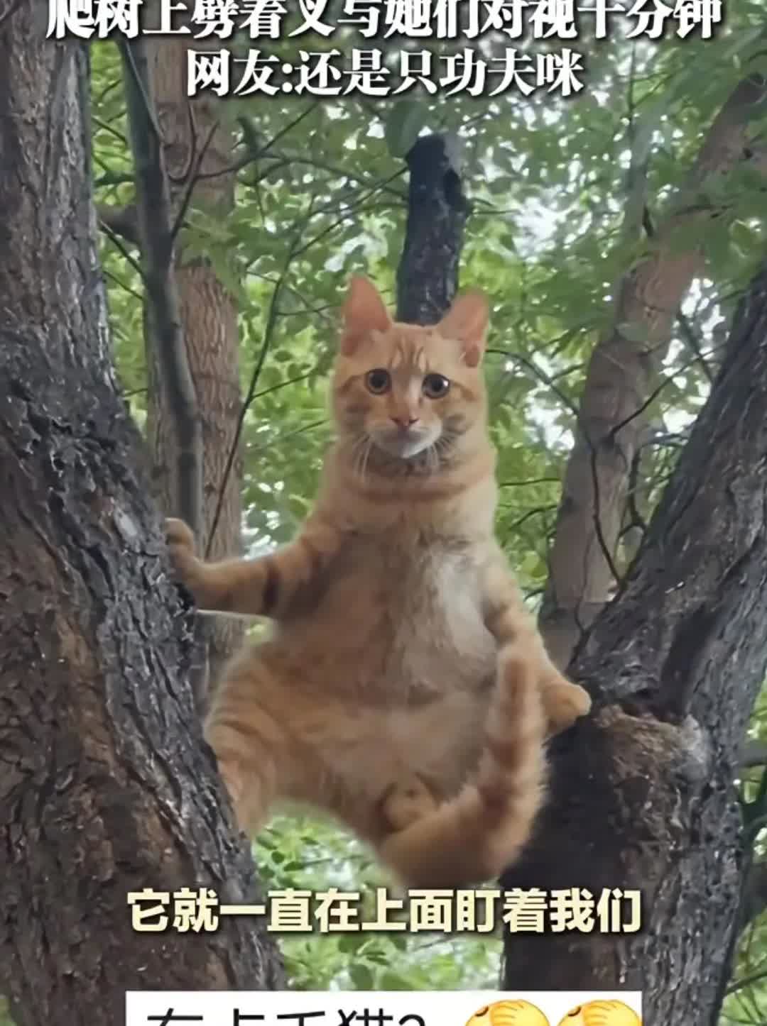 功夫猫！一女子牵狗出去遛弯儿，一只小猫咪被狗狗吓到了，一下子蹿到了树上，像功夫熊