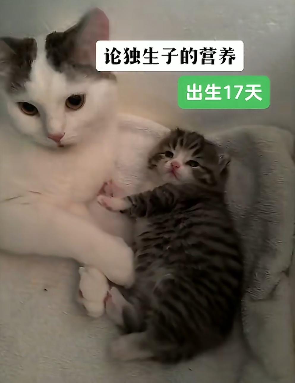 “独生子”的待遇，在这只小猫身上体现得淋漓尽致——出生才17天，已经胖成了猪咪。