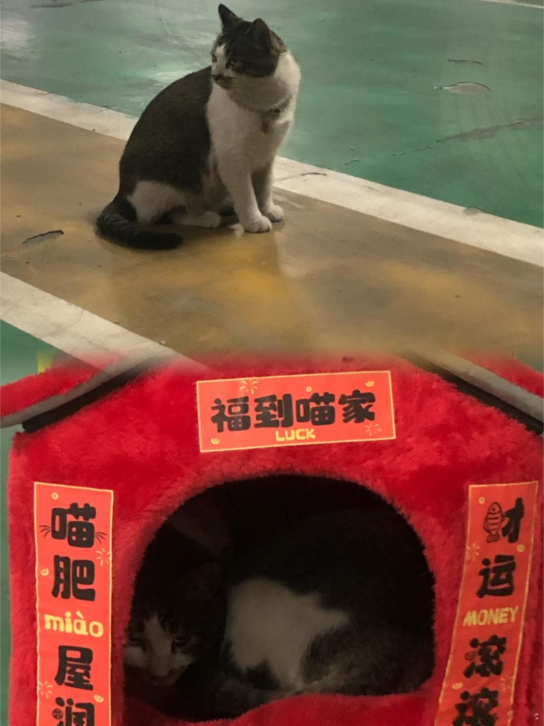 肖战不会放过任何一只猫咪肖战锦州拍戏入住喜来登，在地库发现一只猫咪，然后这只猫吃